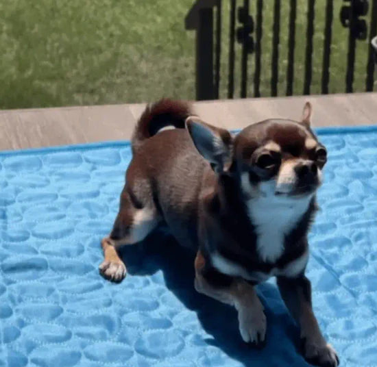 ArcticPaw Chill Mat
