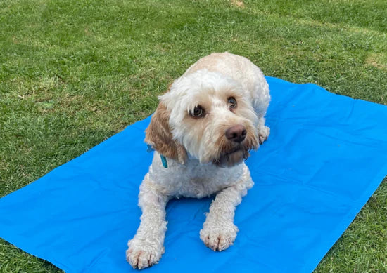 ArcticPaw Chill Mat